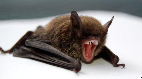 俄罗斯爆料投放蝙蝠视频,俄罗斯揭露蝙蝠病毒传播真相
